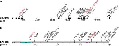 Insights Into the Emerging Role of Baf53b in Autism Spectrum Disorder